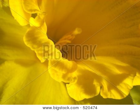 Бледно-желтый цвет