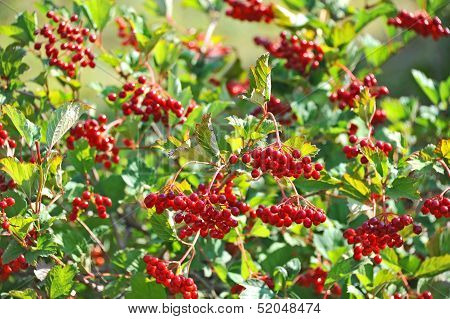 Some ripe viburnum on branch, DOF