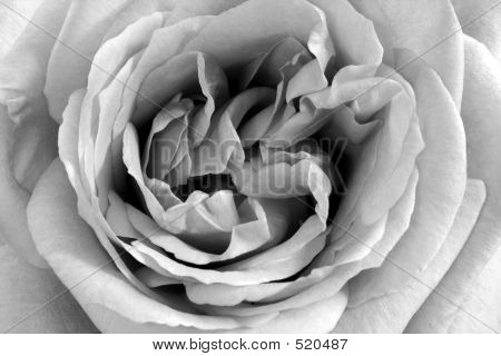 Black And White Rose