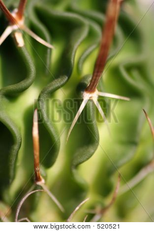 Cactus