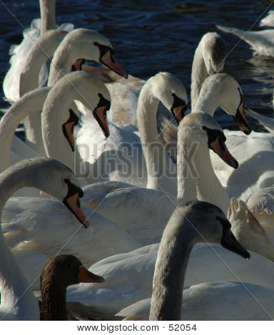 Swan-Köpfe