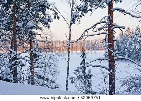 Winter Forest And Lake At The Sunset