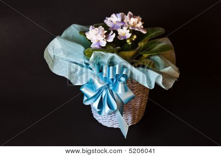 African Violet