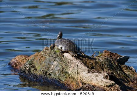 Painted Turtle su un tronco galleggiante