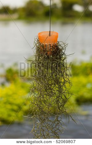 plant