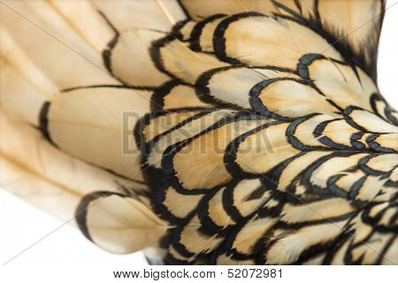 Macro of a Sebright bantam rooster's feather