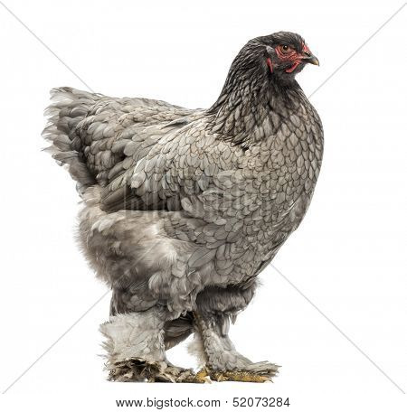 Side view of a Dark Brahma hen, isolated on white