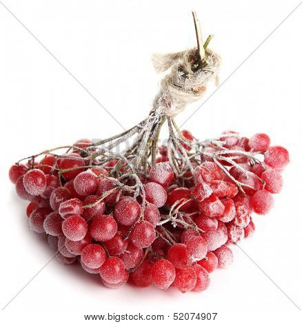Red berries of viburnum with ice crystals, isolated on white