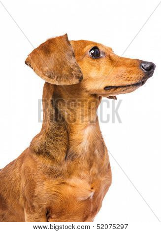 Dachshund Dog looking at a side