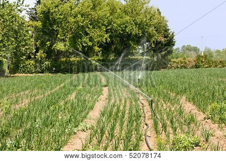 Field Irrigation
