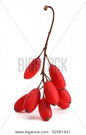 ripe barberries on branch isolated white