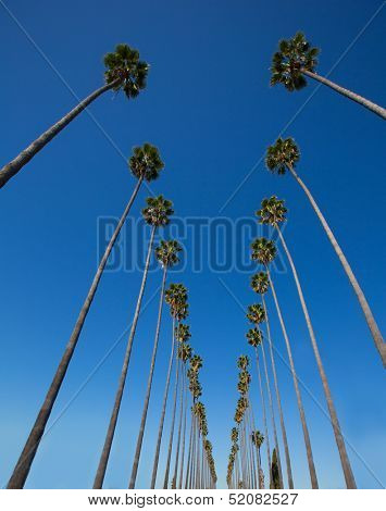 LA Los Angeles palm trees in a row typical California Washingtonia filifera