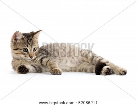 Cute Tabby Kitten