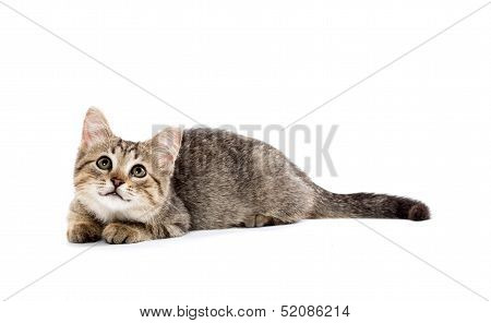Cute Tabby Kitten