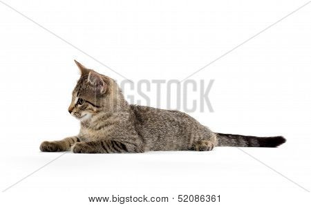 Cute Tabby Kitten