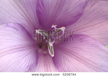 Dierama