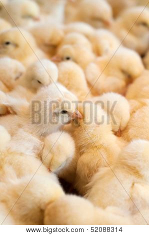 Group of chicks crowded in farm