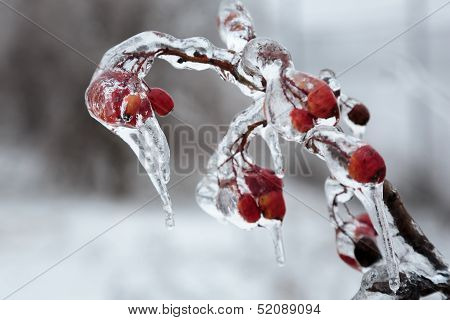 Hoarfrost Iv