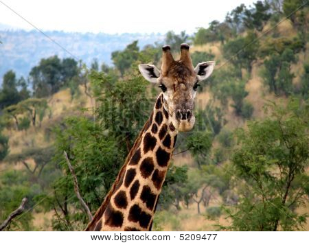 Giraffa