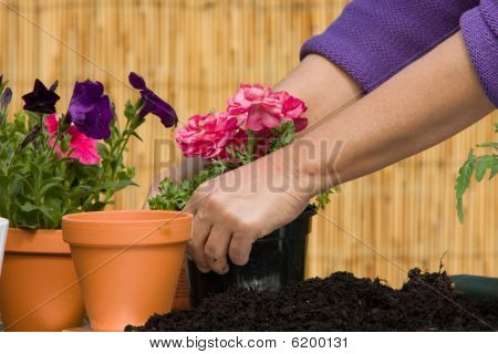 Plantera blommor