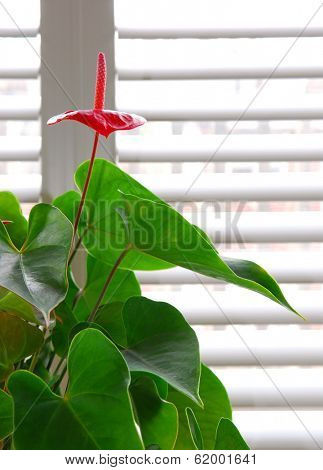 Flowering house plant in a pot and glass wall with blinds