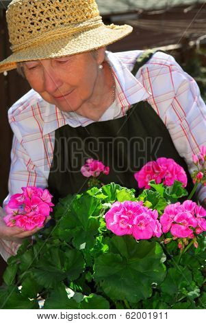 Senior woman with a pot of geranuim flowers in her garden, focus on flowers