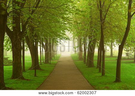 Path in a green foggy park in the spring