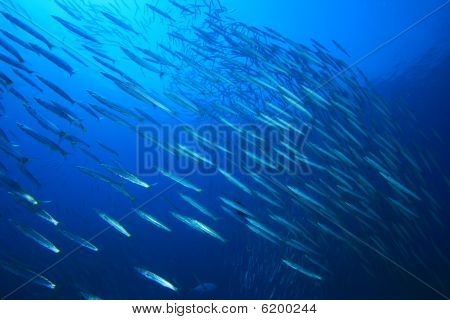 Hejno Yellowtail barakudy