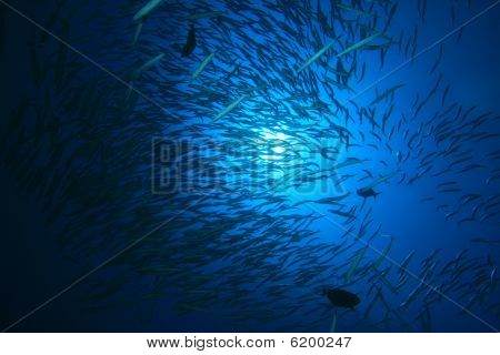 Hejno Yellowtail barakudy