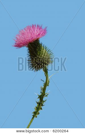 Thistle isolated on sky blue