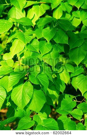 Bckground of fresh new green spring leaves