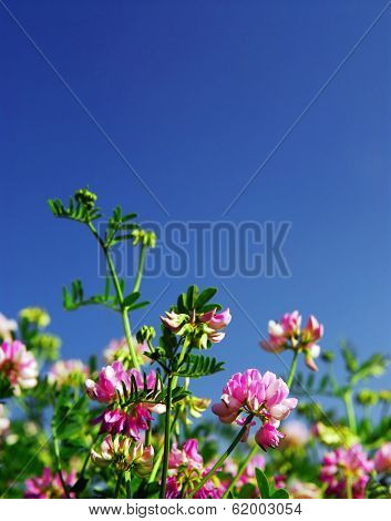 Summer meadow background with blooming pink flowers crown vetch and bright blue sky