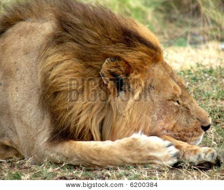 Lion schlafen