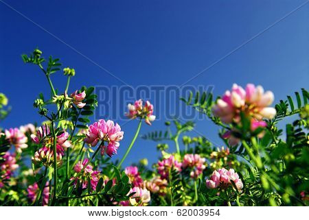 Summer meadow background with blooming pink flowers crown vetch and bright blue sky