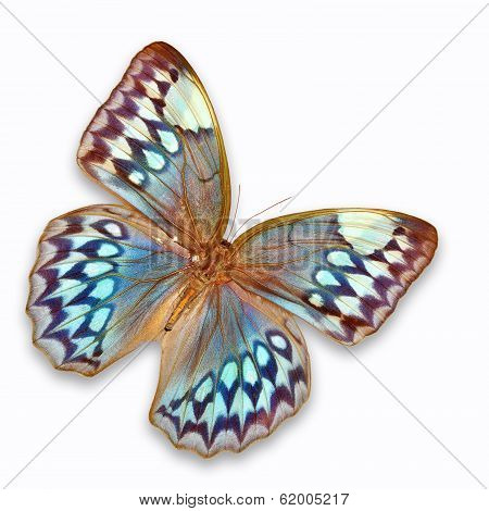 Blue Butterfly
