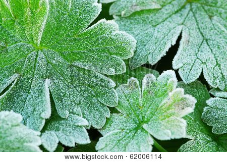 Morning frost on plant leaves in late fall