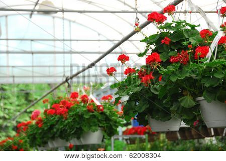 Rows of flowers for sale in a greenhouse