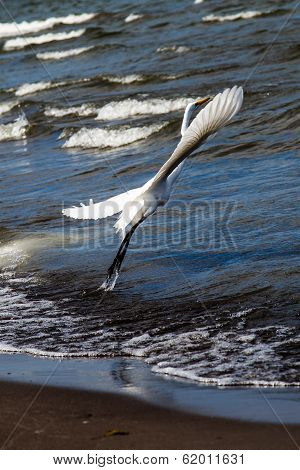 Photography Of A White Heron In Beach