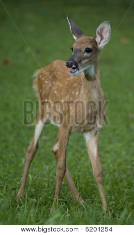 sprechenden fawn