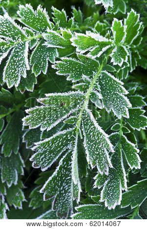 Macro of frosty plant leaves in late fall