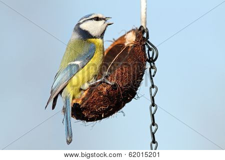 Small Garden Bird On Feeder