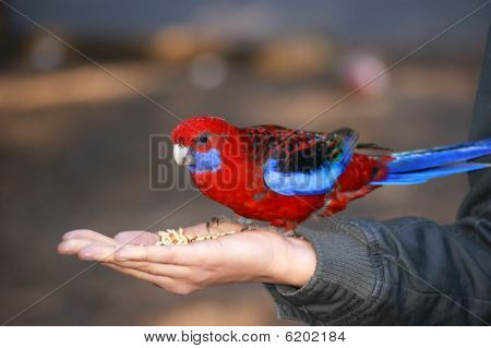 Rosella besleme