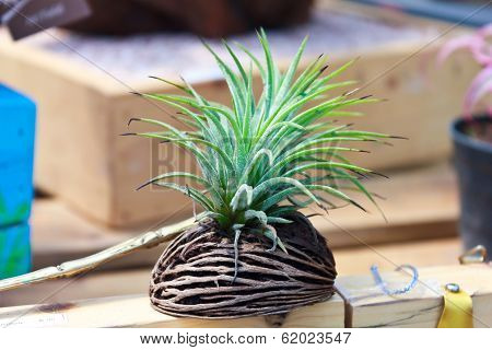 Plant Growing In Cerbera Odollam Seed
