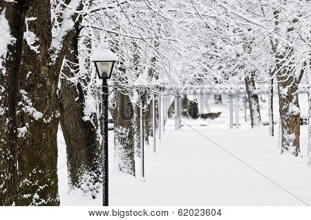 Lane in winter park with snow covered trees