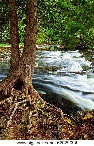 Water rushing by tree in river rapids in Ontario Canada