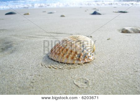 Shell.