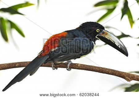 Collared Aracari toucan bird perched on branch