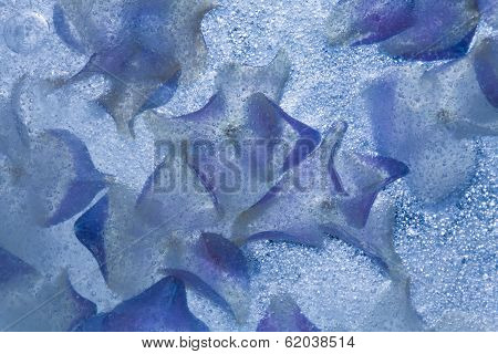 Icy Plants
