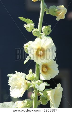 Hollyhock (Alcea)