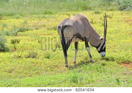 Oryx In Flowers